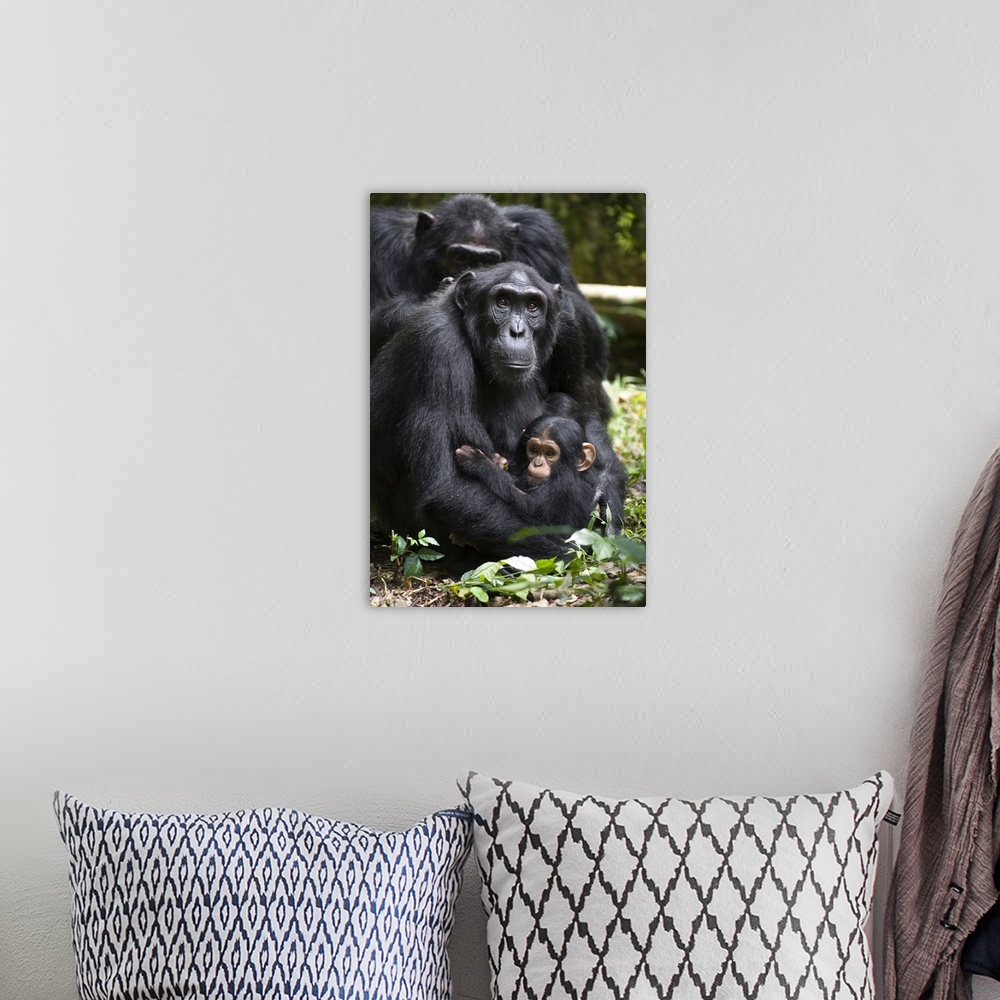 A bohemian room featuring Chimpanzee mother with six month old infant, western Uganda