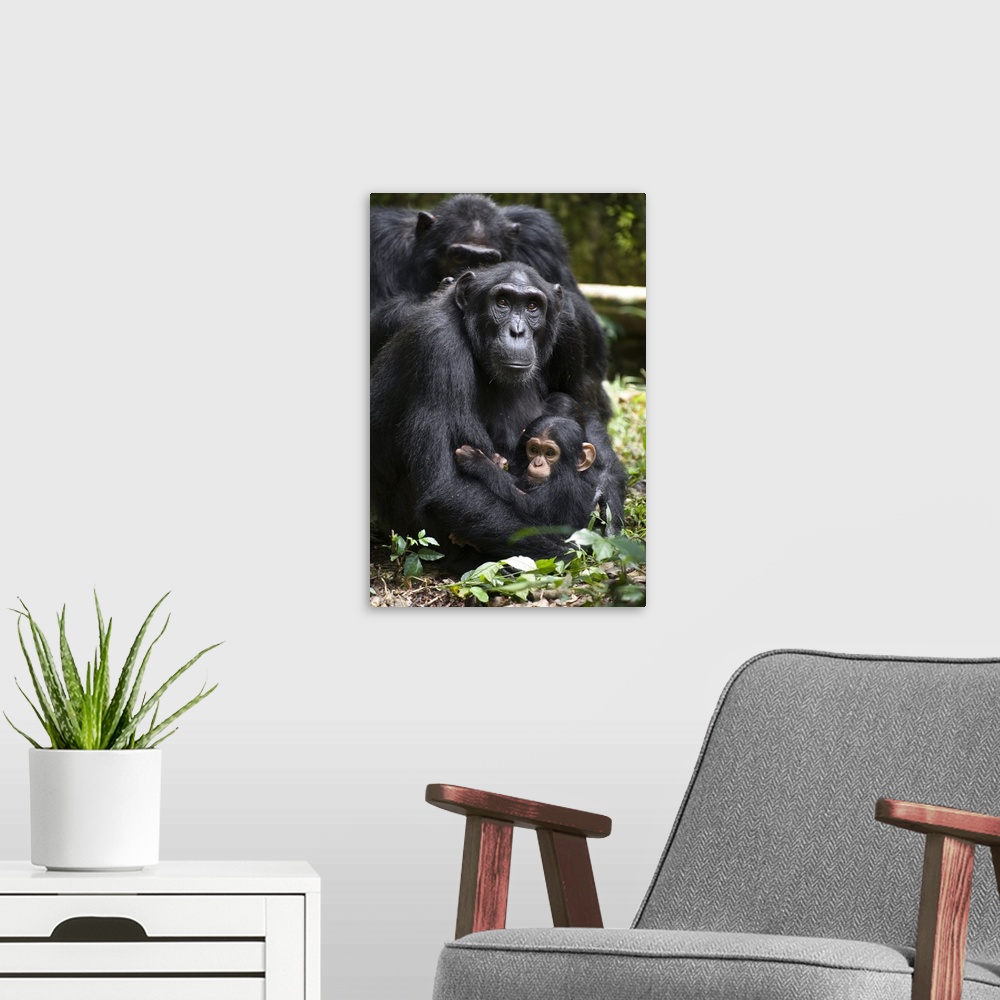 A modern room featuring Chimpanzee mother with six month old infant, western Uganda