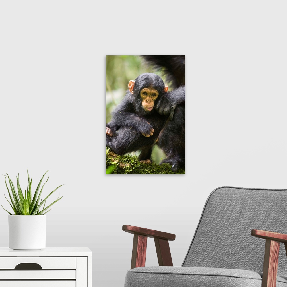 A modern room featuring Chimpanzee six month old infant, western Uganda