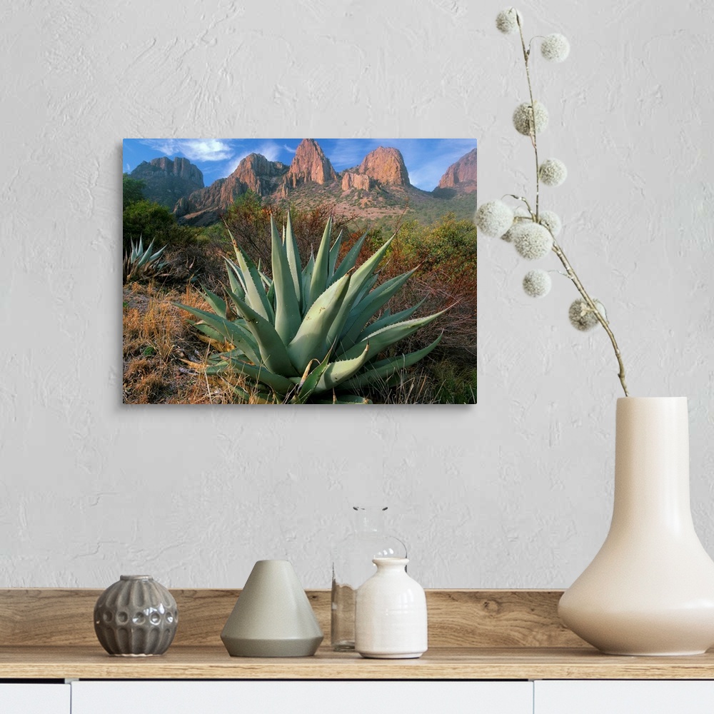 A farmhouse room featuring Chisos Agave (Agave havardiana) and the Chisos Mountains, Big Bend National Park, Texas