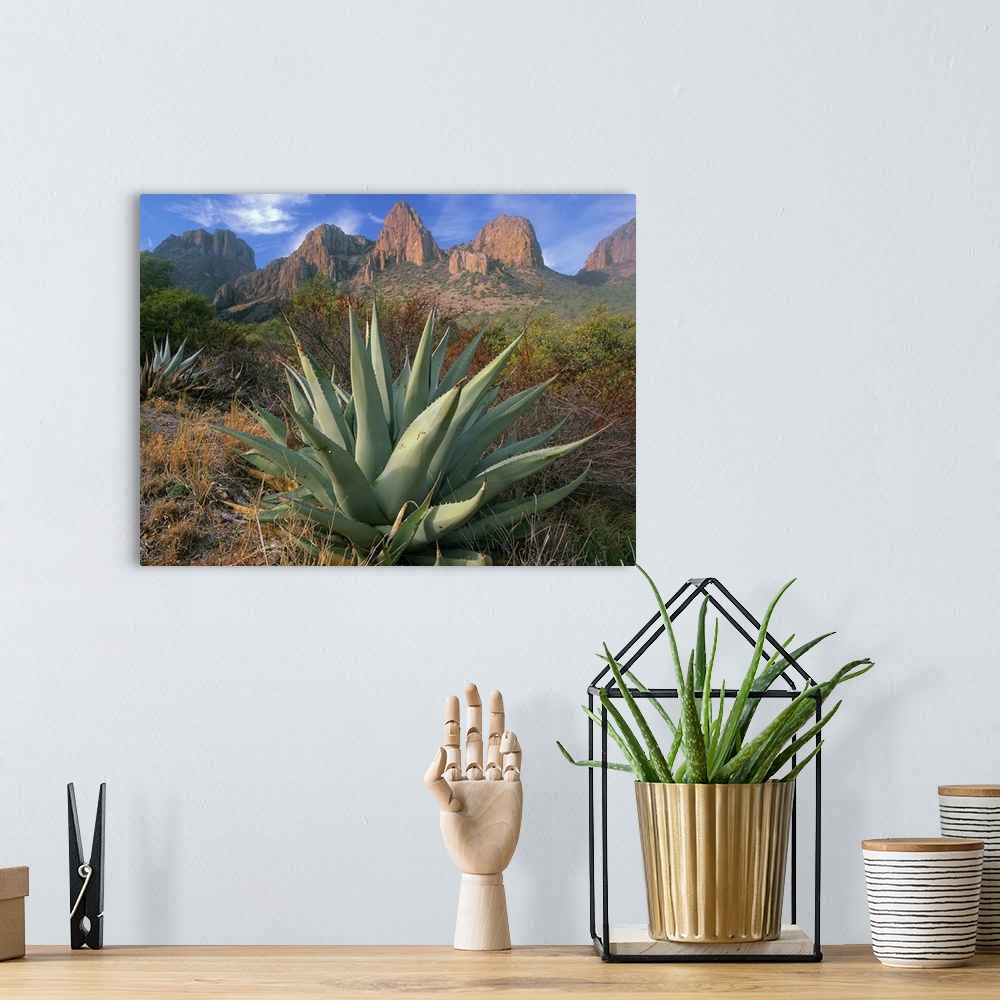 A bohemian room featuring A large agave plant sits in front of the dry desert brush at the base of large red rock formations.