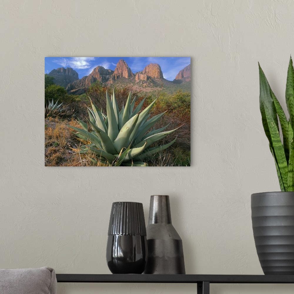 A modern room featuring A large agave plant sits in front of the dry desert brush at the base of large red rock formations.