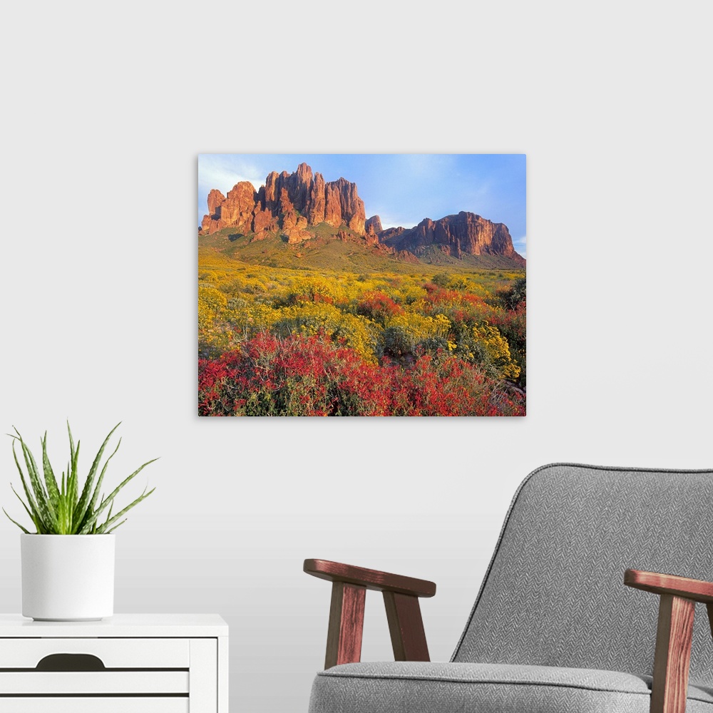 A modern room featuring Chuparosa and Brittlebush, Superstition Mountains, Arizona