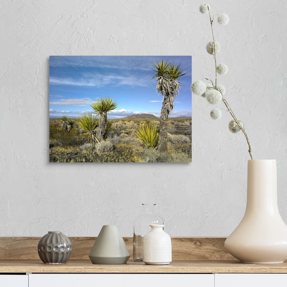 A farmhouse room featuring Cinder Cones and Joshua Trees, Mojave National Preserve, California