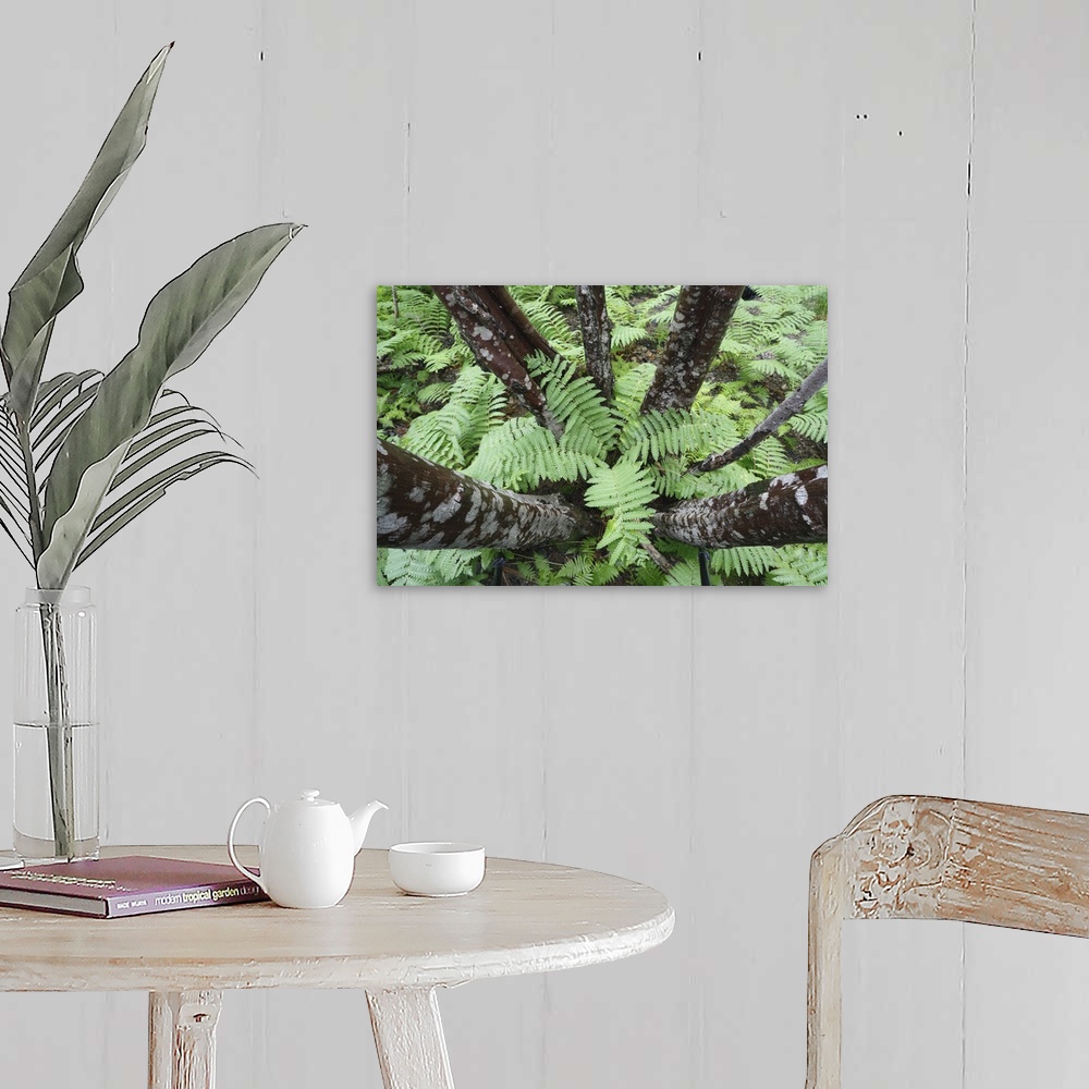 A farmhouse room featuring cinnamon ferns Osmunda cinnamomea