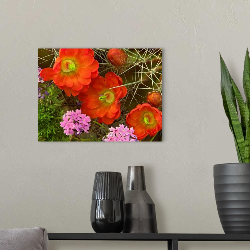 A modern room featuring Claret Cup Cactus and Verbena, detail of flowers in bloom, North America