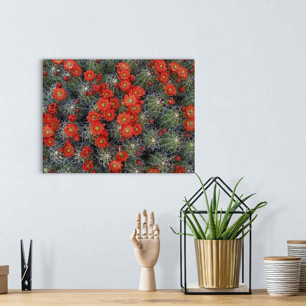 A bohemian room featuring Claret Cup Cactus (Echinocereus triglochidiatus) flowers in bloom