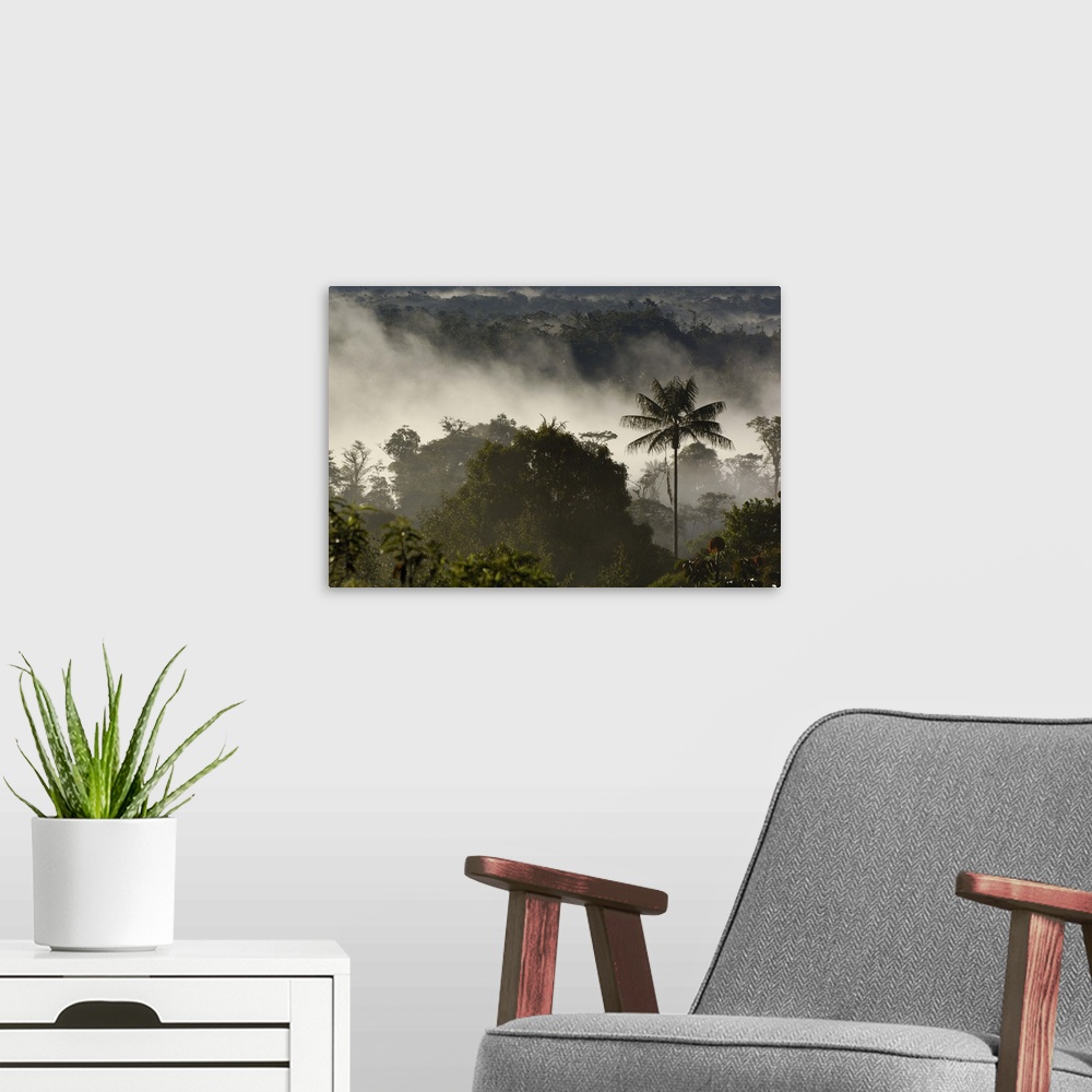 A modern room featuring Cloud forest vegetation in mist, western slope of the Andes Mountains, San Isidro Cloud Forest, E...