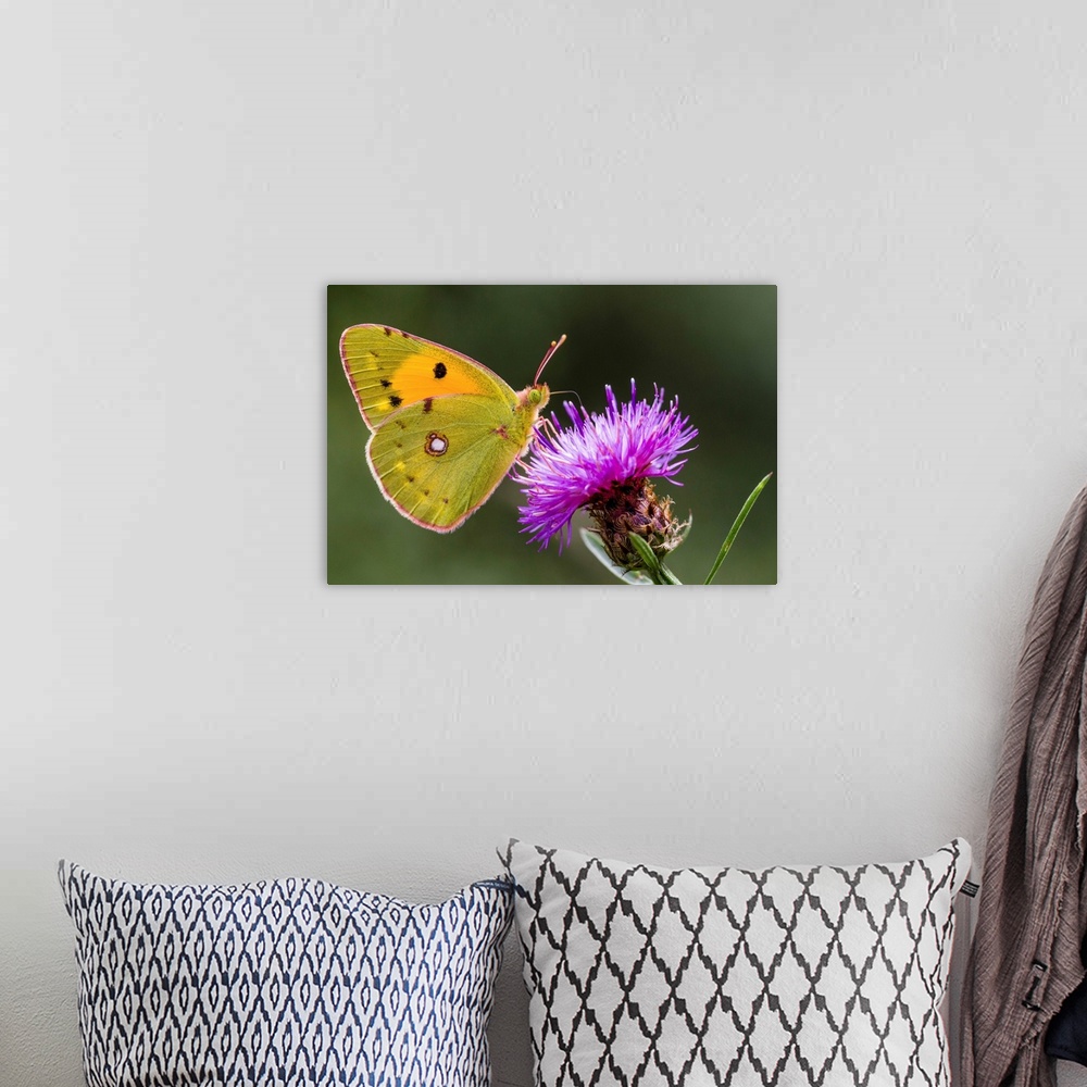 A bohemian room featuring Clouded Yellow (Colias croceus) butterfly feeding on flower nectar, Overijssel, Netherlands.