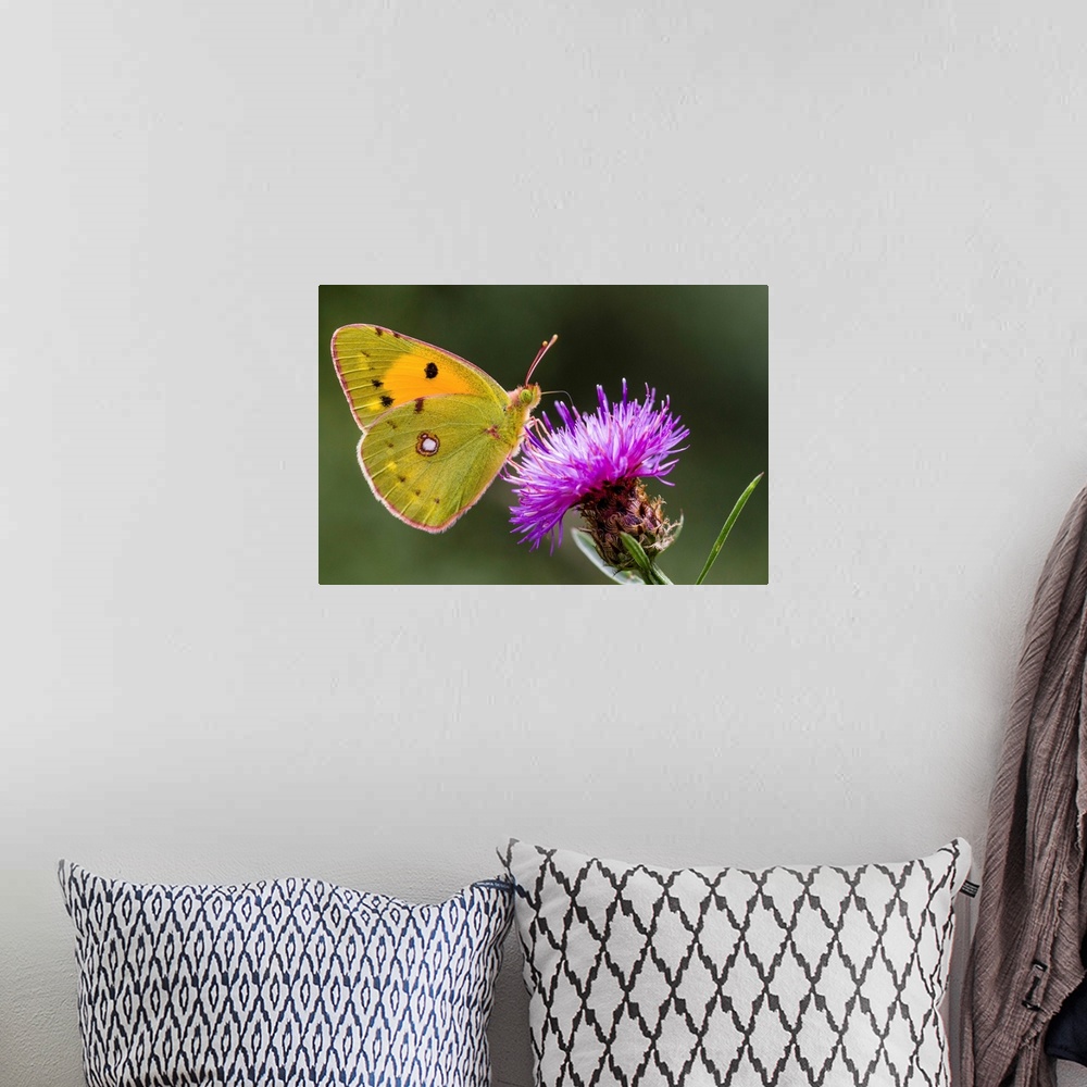 A bohemian room featuring Clouded Yellow (Colias croceus) butterfly feeding on flower nectar, Overijssel, Netherlands.