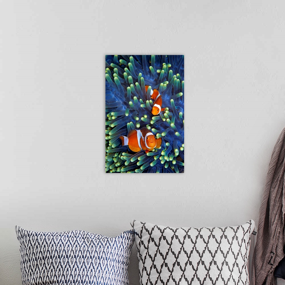 A bohemian room featuring Portrait, oversized photograph of two clownfish swimming through the vibrant, glowing tentacles o...