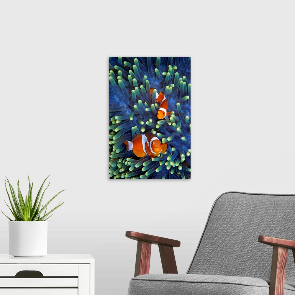 A modern room featuring Portrait, oversized photograph of two clownfish swimming through the vibrant, glowing tentacles o...