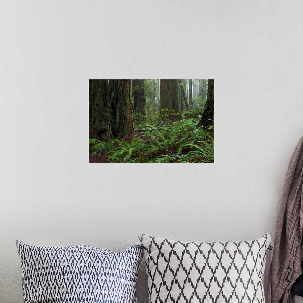 A bohemian room featuring Coast Redwoods and Ferns in Redwood National Park California