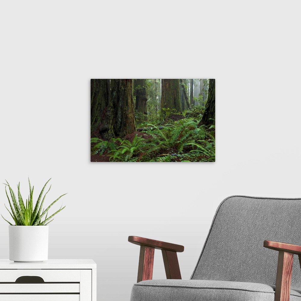 A modern room featuring Coast Redwoods and Ferns in Redwood National Park California