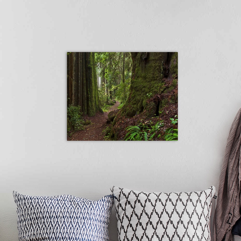 A bohemian room featuring Coast Redwoods and path Redwood National Park California