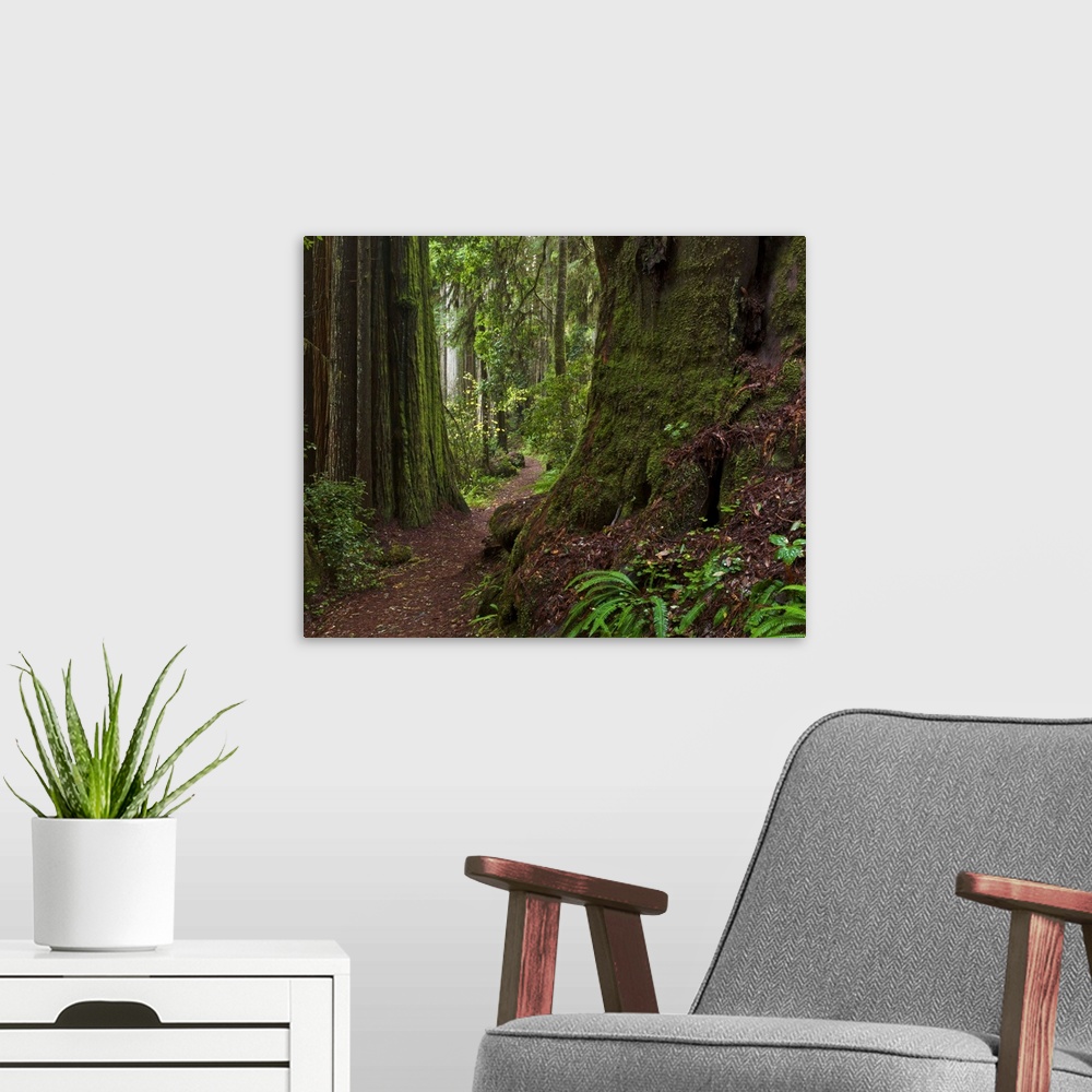 A modern room featuring Coast Redwoods and path Redwood National Park California