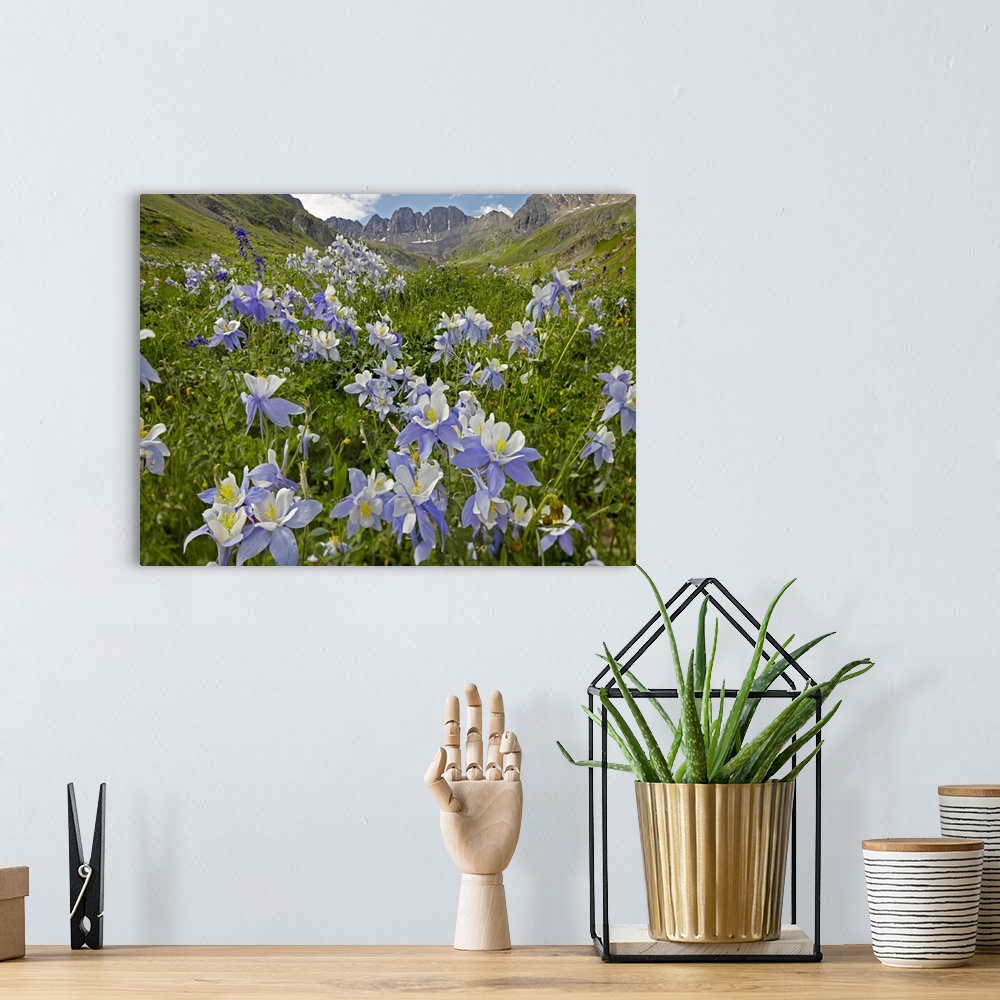 A bohemian room featuring Colorado Blue Columbine (Aquilegia caerulea) flowers in American Basin, Colorado