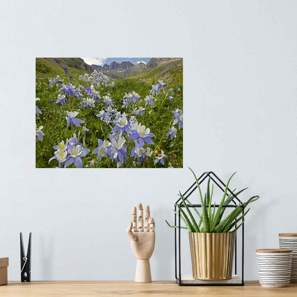 A bohemian room featuring Colorado Blue Columbine (Aquilegia caerulea) flowers in American Basin, Colorado