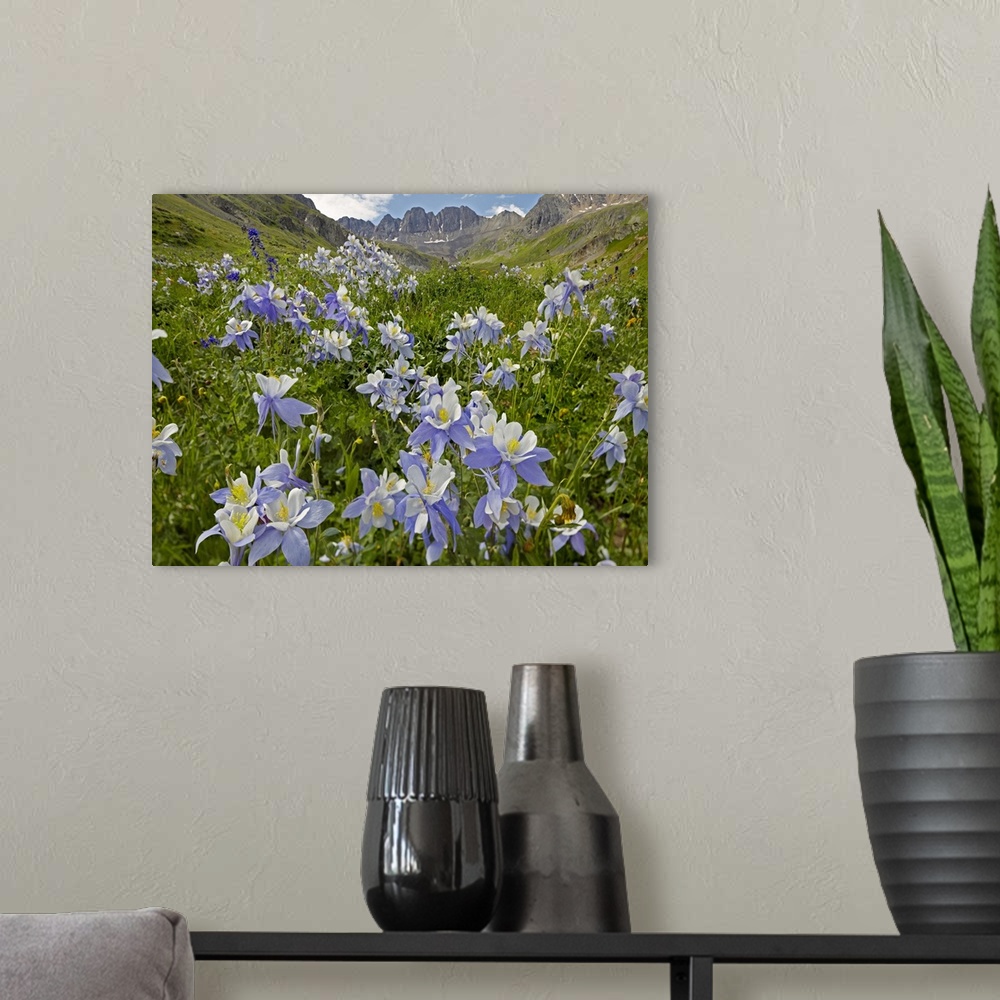 A modern room featuring Colorado Blue Columbine (Aquilegia caerulea) flowers in American Basin, Colorado
