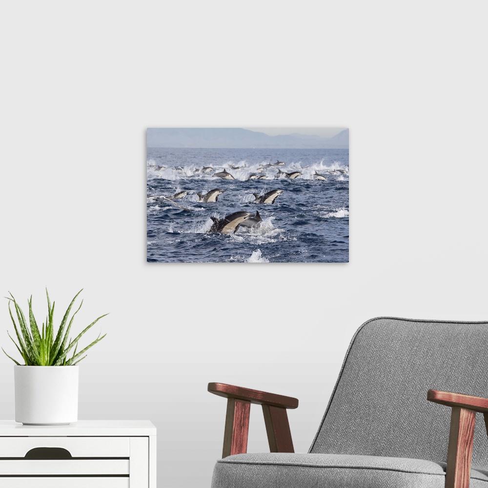 A modern room featuring Common Dolphin pod surfacing, San Diego, California.