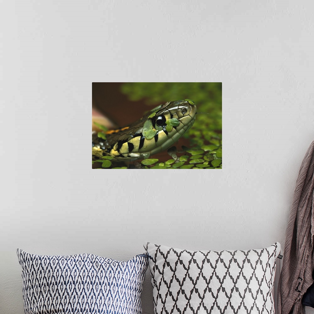 A bohemian room featuring Common Garter Snake (Thamnophis sirtalis) in water with duckweed, native to North America
