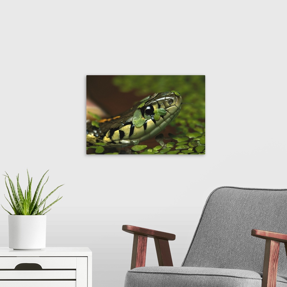 A modern room featuring Common Garter Snake (Thamnophis sirtalis) in water with duckweed, native to North America