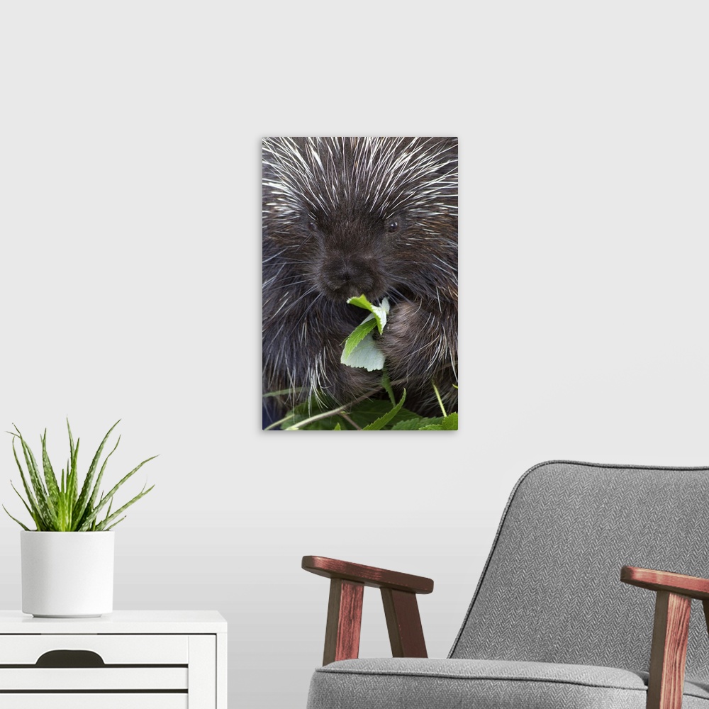 A modern room featuring Porcupine (Erethizon dorsatum), Haines, Alaska