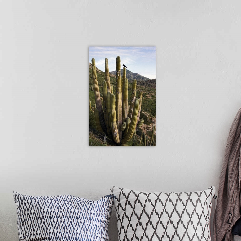 A bohemian room featuring Common Raven perching in Cardon cactus, Sonoran Desert, Mexico