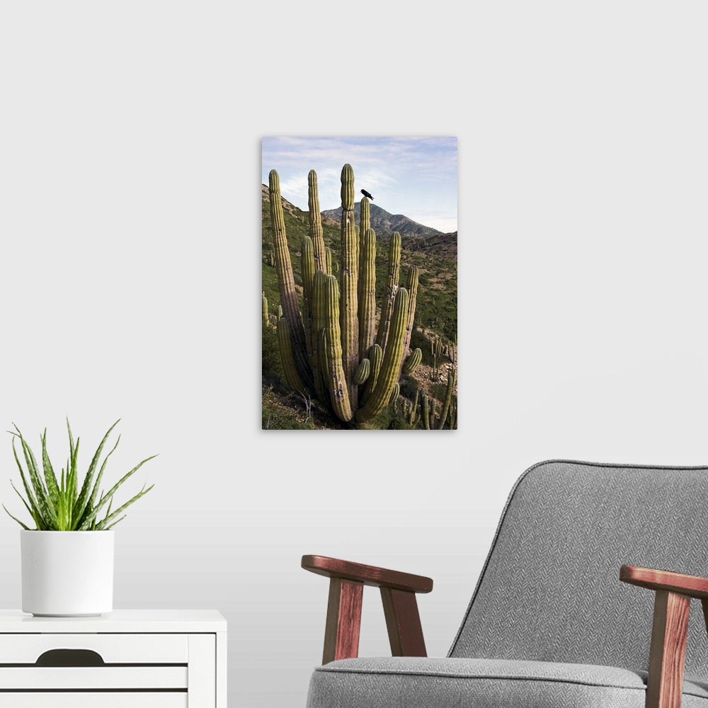 A modern room featuring Common Raven perching in Cardon cactus, Sonoran Desert, Mexico
