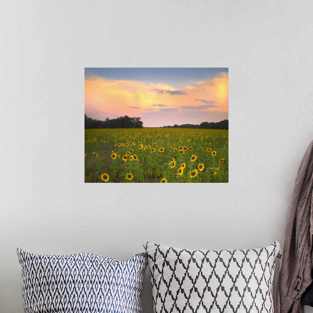 A bohemian room featuring Common Sunflower field near Flint Hills National Wildlife Refuge, Kansas