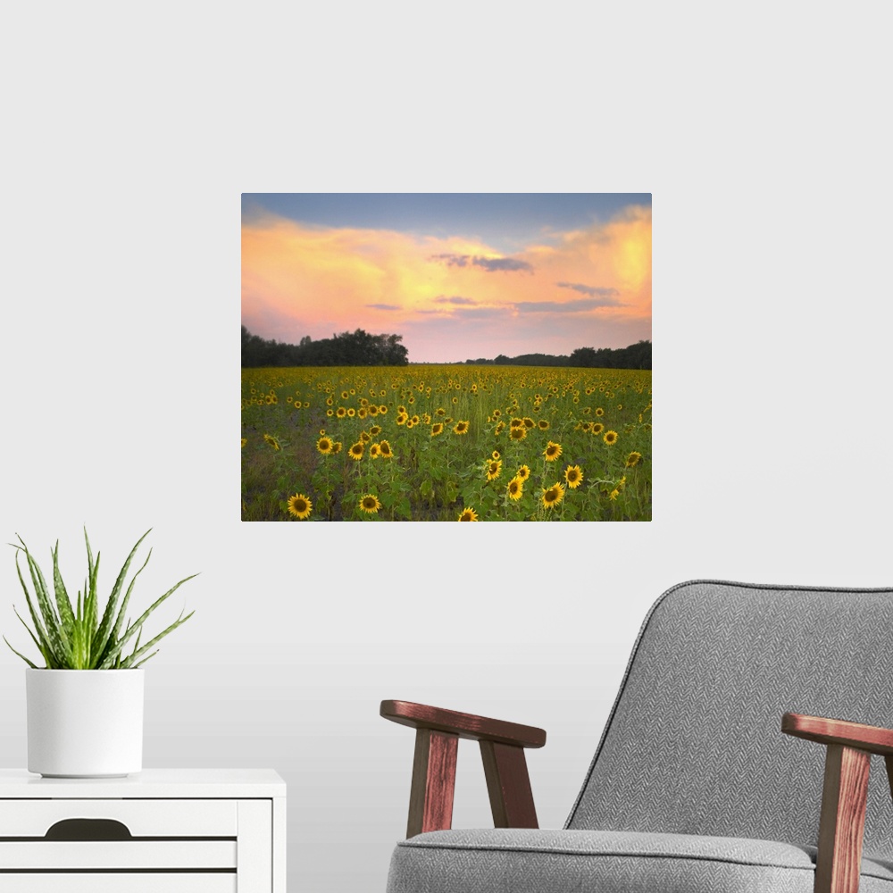 A modern room featuring Common Sunflower field near Flint Hills National Wildlife Refuge, Kansas