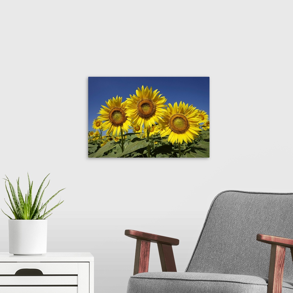 A modern room featuring Common Sunflower flowers, Japan