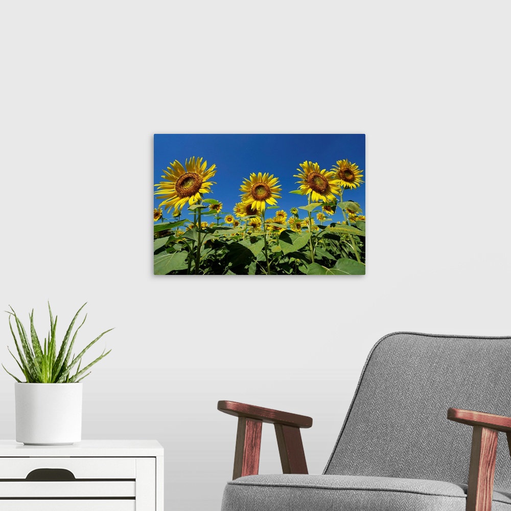 A modern room featuring Common Sunflower flowers, Japan
