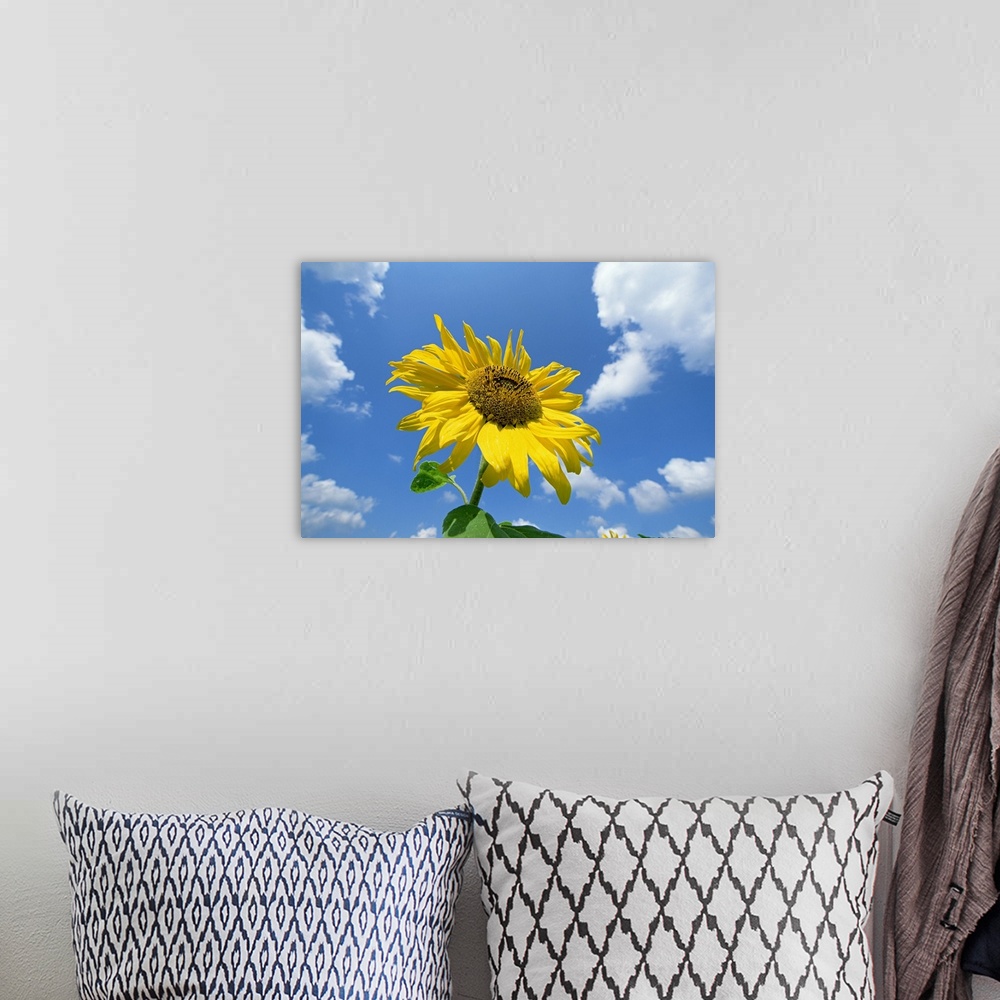 A bohemian room featuring Common Sunflower (Helianthus annuus) with blue sky and clouds behind