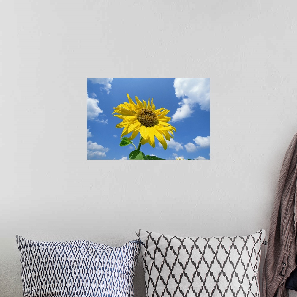 A bohemian room featuring Common Sunflower (Helianthus annuus) with blue sky and clouds behind