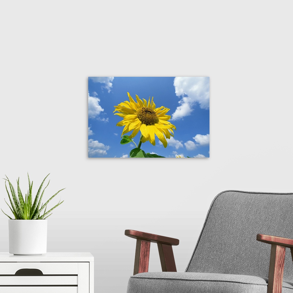 A modern room featuring Common Sunflower (Helianthus annuus) with blue sky and clouds behind