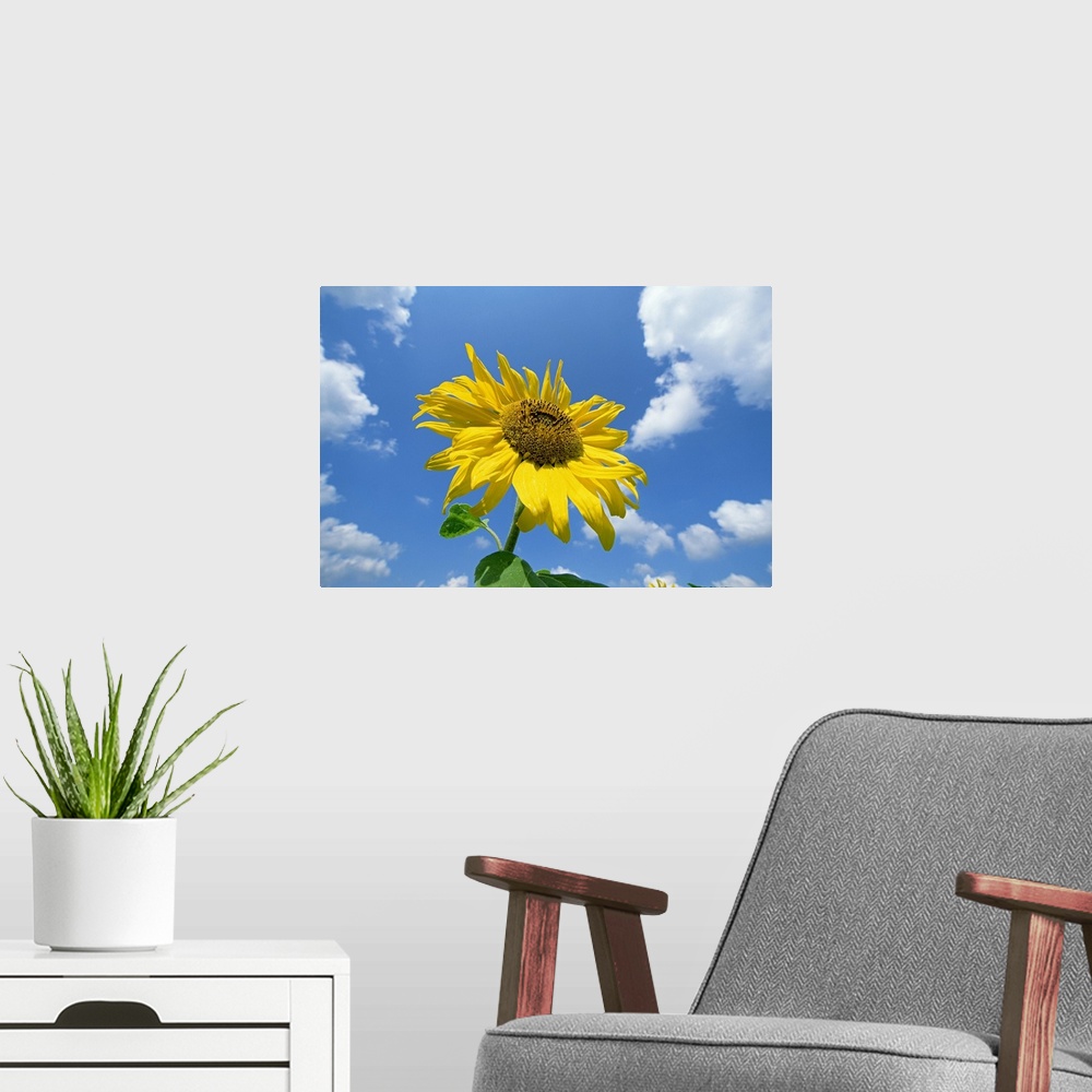 A modern room featuring Common Sunflower (Helianthus annuus) with blue sky and clouds behind
