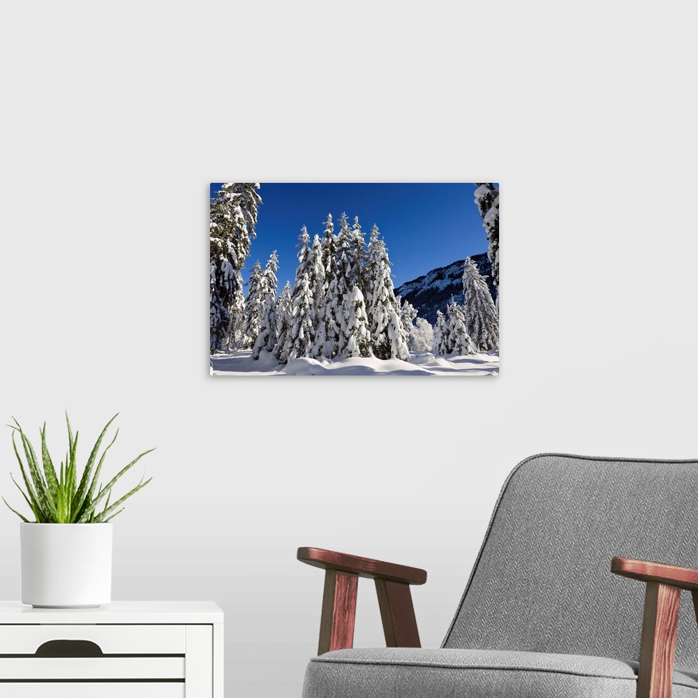 A modern room featuring Verschneite Fichten, Winterlandschaft in den Bayerischen Alpen, Oberbayern, Deutschland / winters...