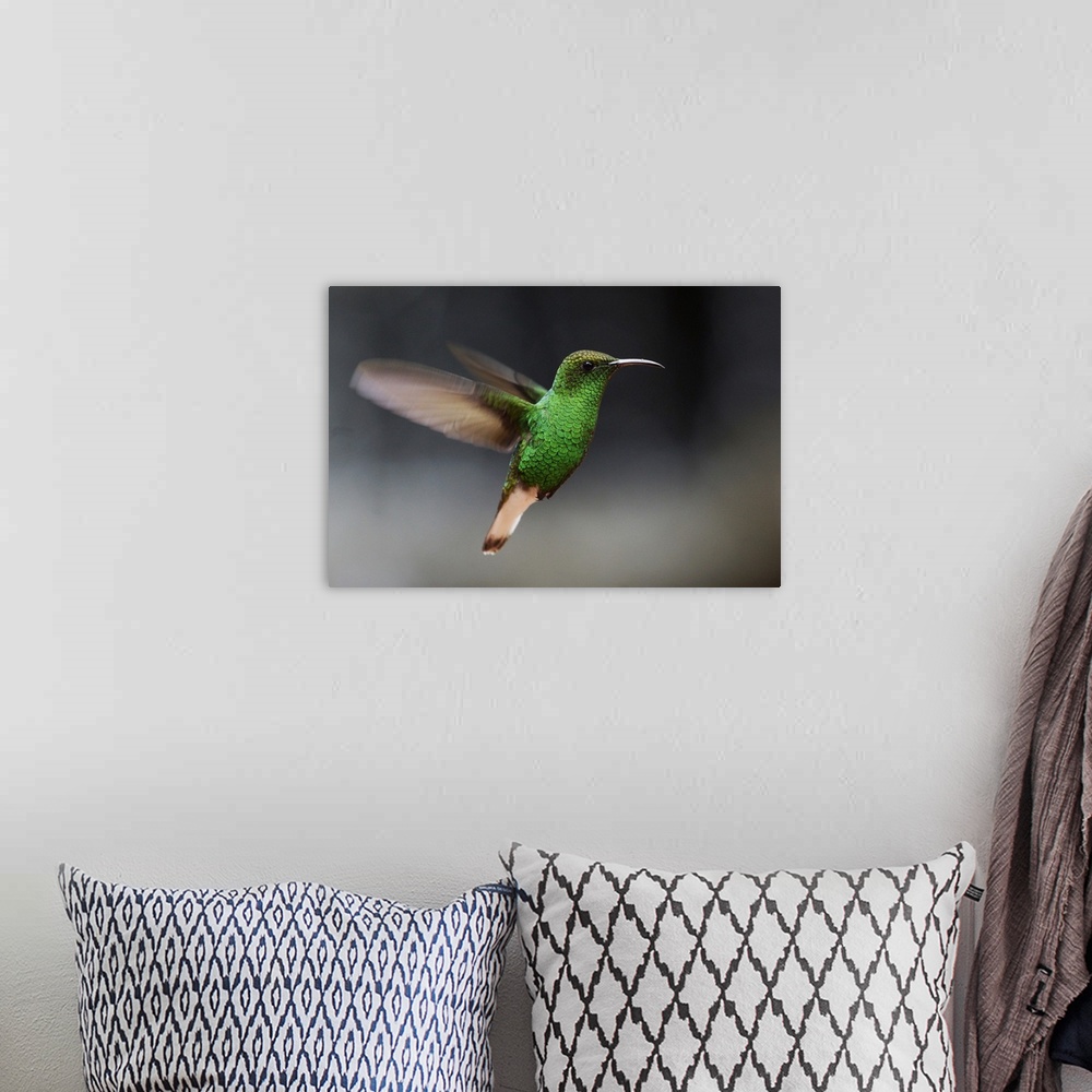 A bohemian room featuring Coppery-headed Emerald hummingbird hovering, Costa Rica
