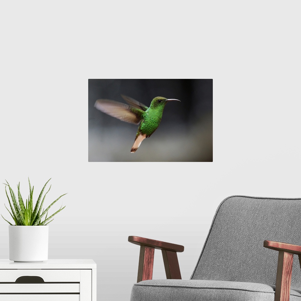 A modern room featuring Coppery-headed Emerald hummingbird hovering, Costa Rica