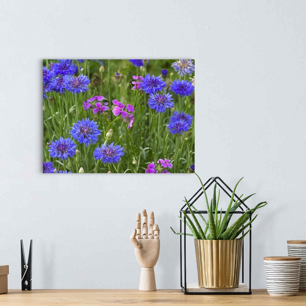 A bohemian room featuring Cornflower and Pointed Phlox blooming in grassy field, North America