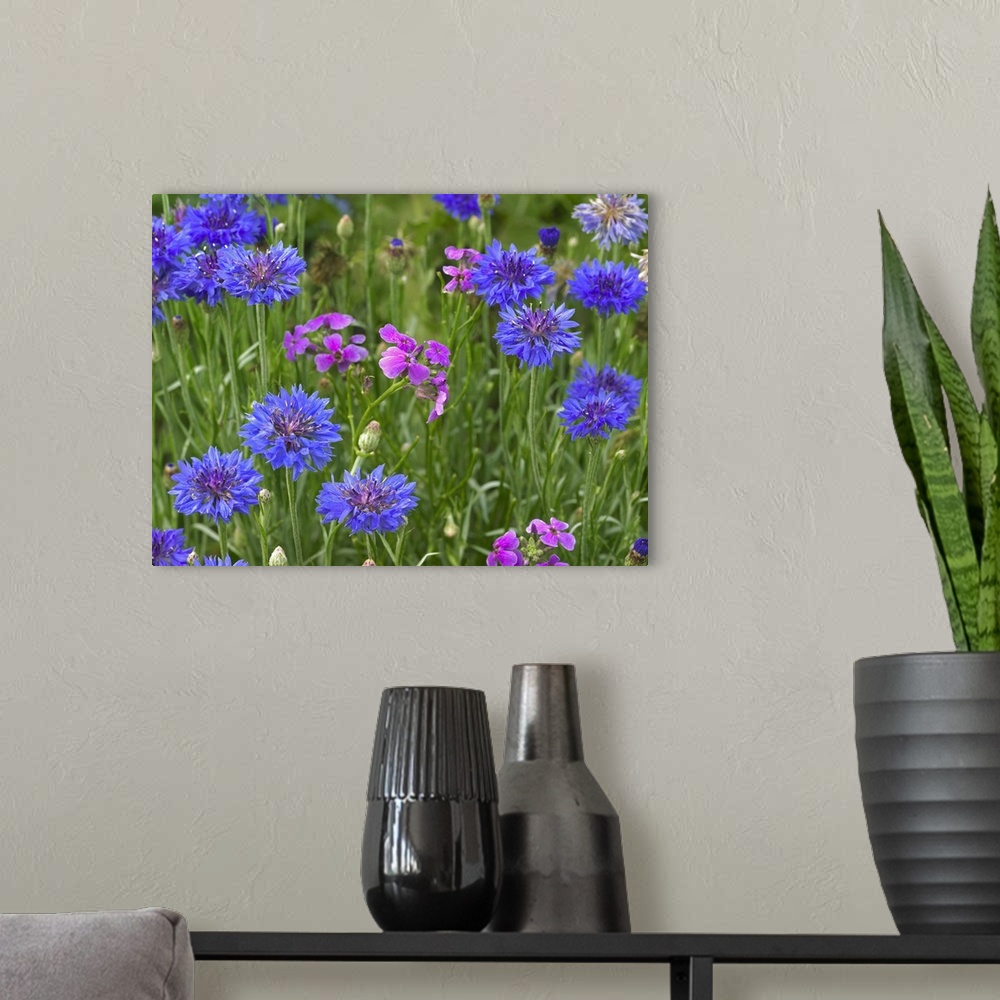 A modern room featuring Cornflower and Pointed Phlox blooming in grassy field, North America