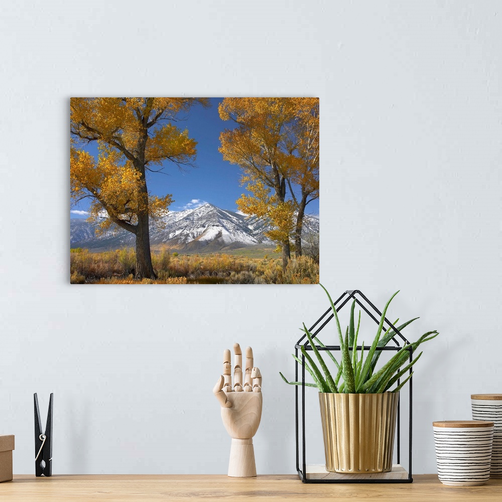 A bohemian room featuring Cottonwood (Populus sp) trees, fall foliage, Carson Valley, Nevada