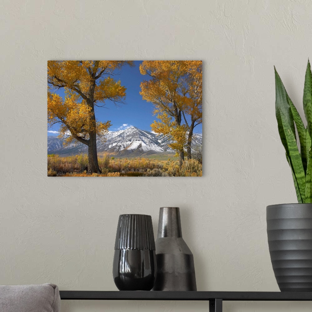 A modern room featuring Cottonwood (Populus sp) trees, fall foliage, Carson Valley, Nevada