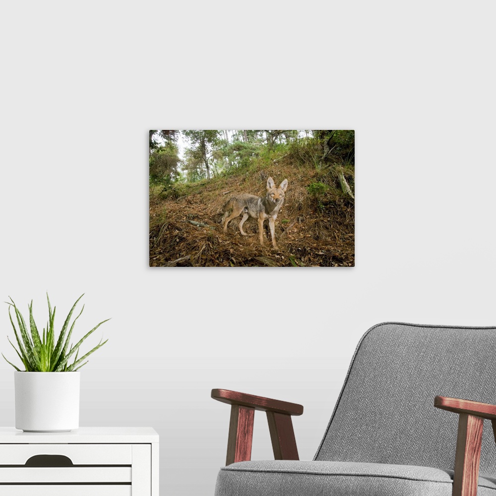 A modern room featuring Coyote in deciduous forest, Aptos, Monterey Bay, California