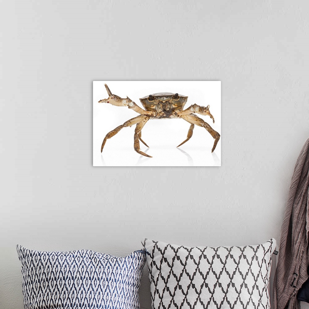 A bohemian room featuring A freshwater crab (Trichodactylidae) from Suriname