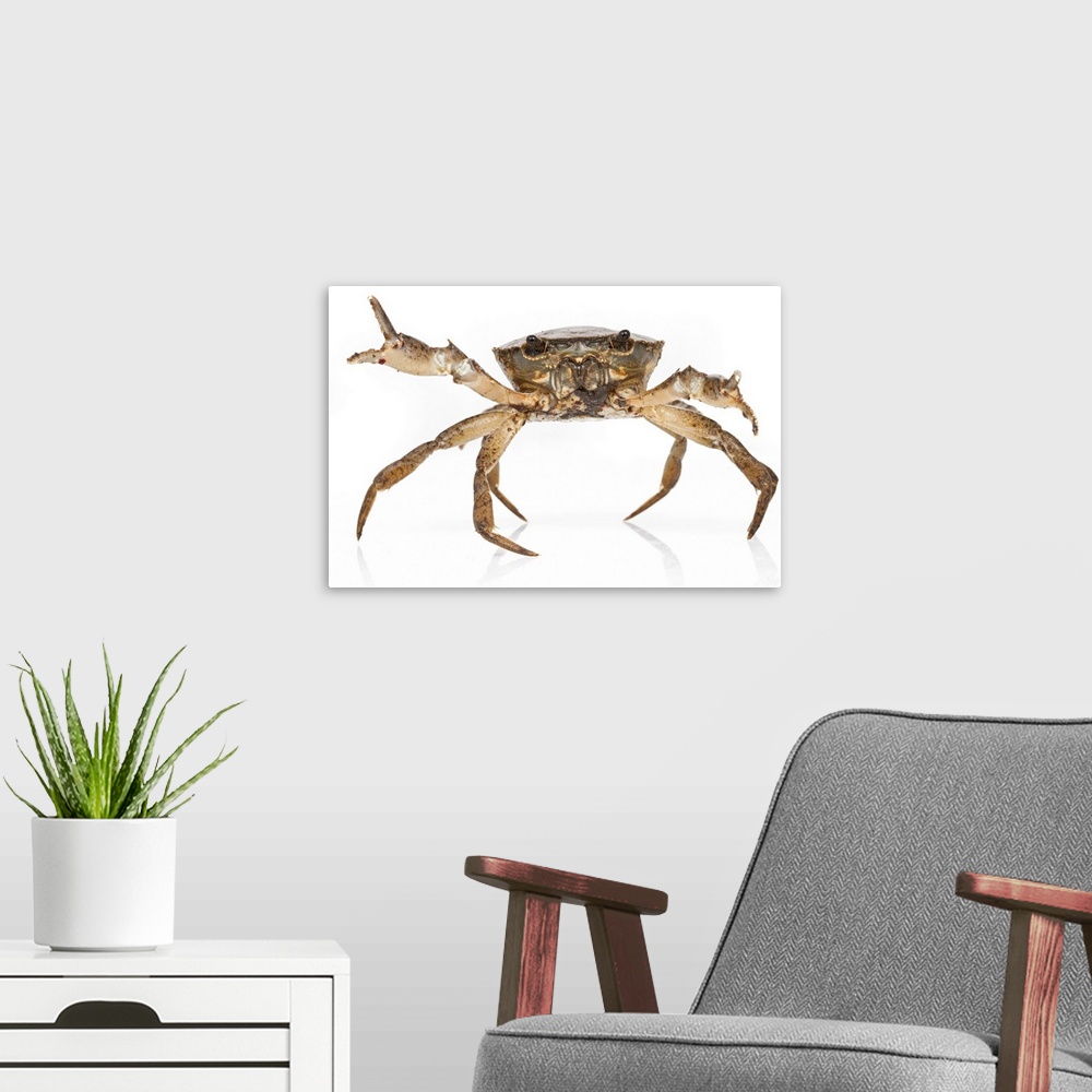 A modern room featuring A freshwater crab (Trichodactylidae) from Suriname
