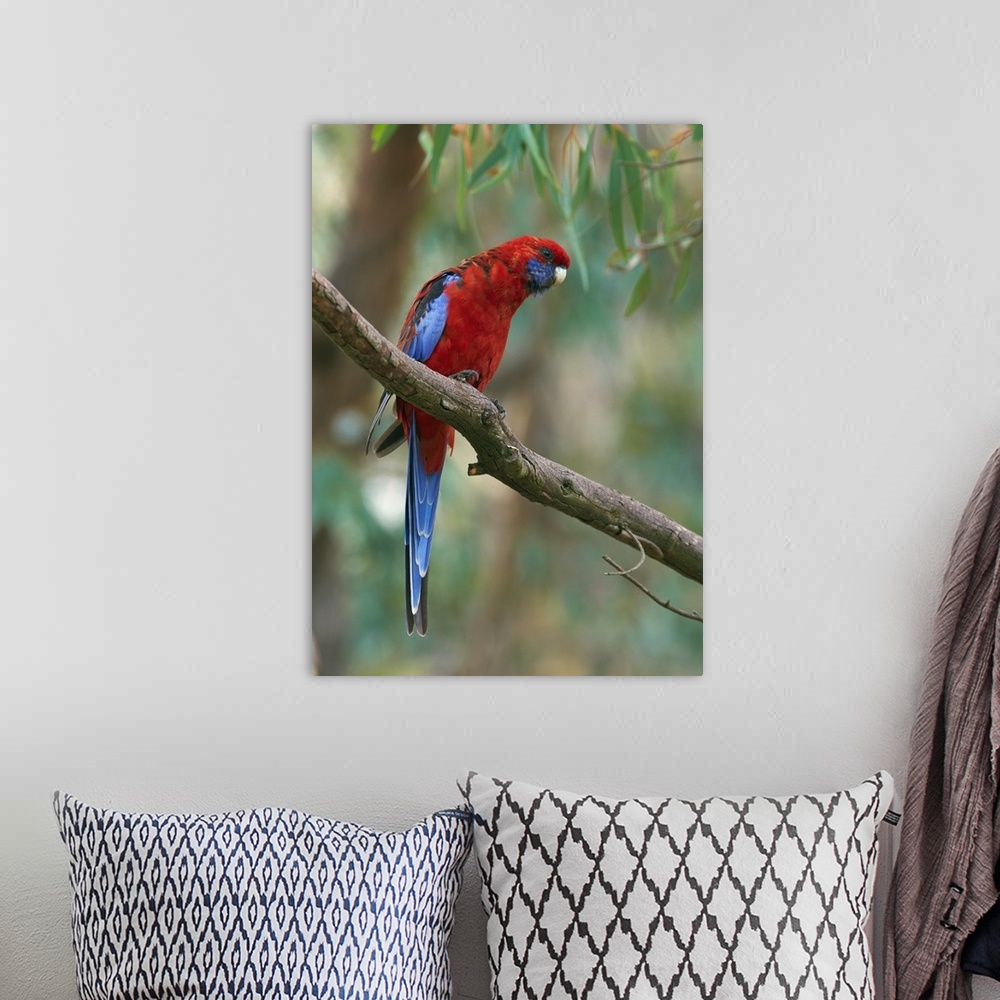 A bohemian room featuring Crimson Rosella (Platycercus elegans) parrot, Canberra, Australia.