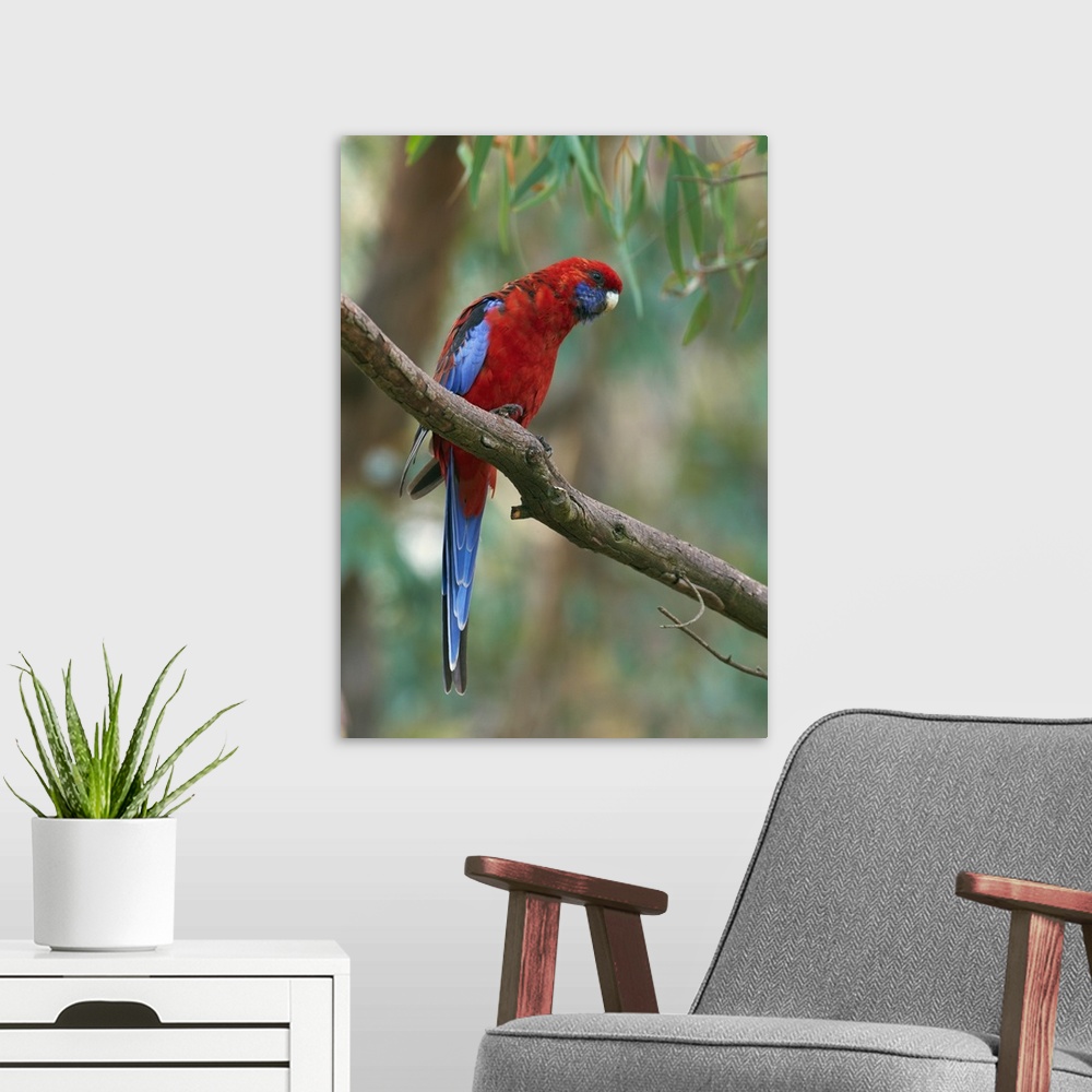 A modern room featuring Crimson Rosella (Platycercus elegans) parrot, Canberra, Australia.