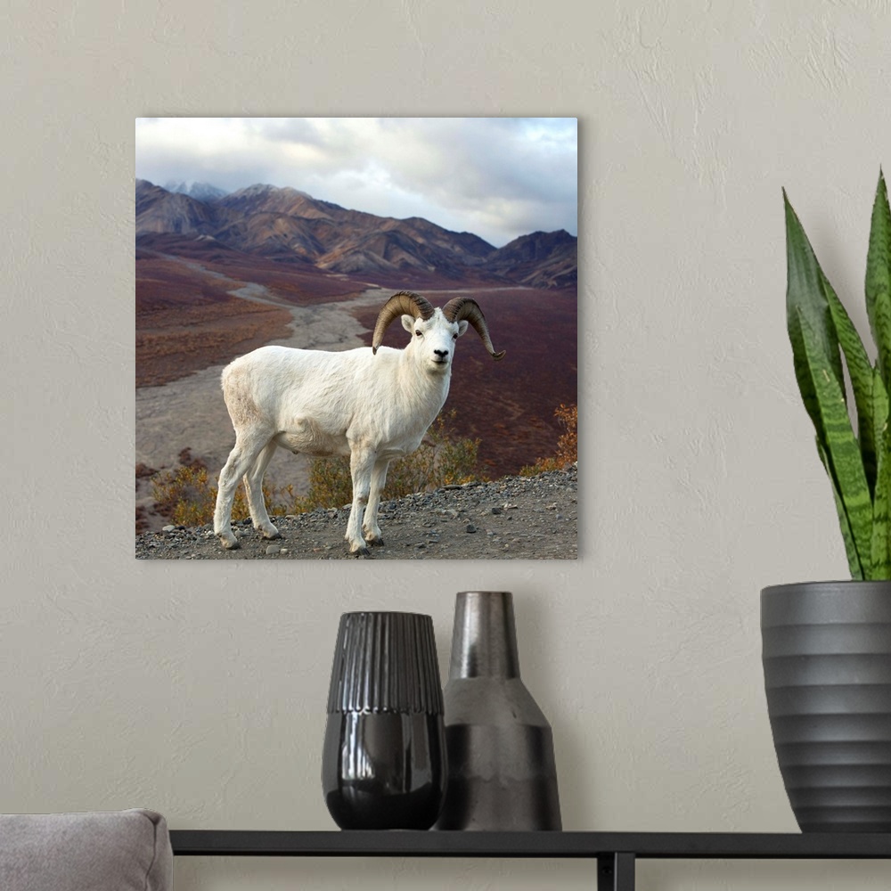 A modern room featuring Dall's Sheep Ram Denali National Park